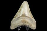 Serrated, 3.48" Megalodon Tooth - Aurora, North Carolina - #130015-2